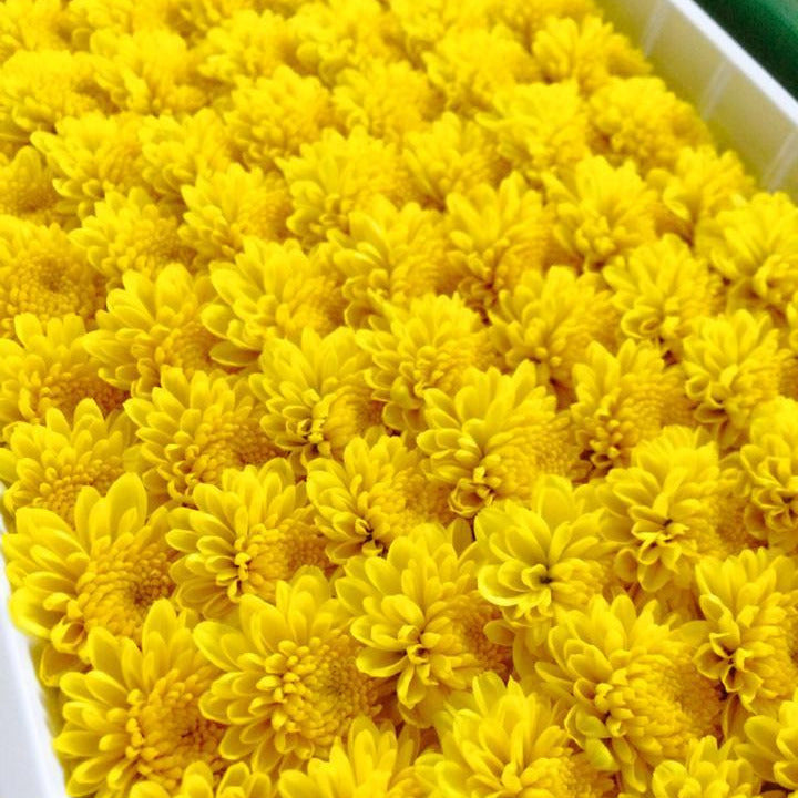 Japanese Chrysanthemum (Kogiku) 日本食用小菊
