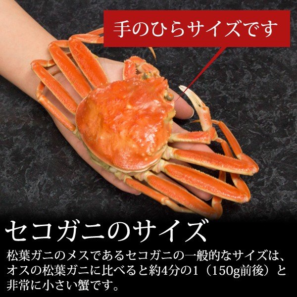 Fresh Female Snow Crab (Seko Gani) 日本新鮮香箱蟹