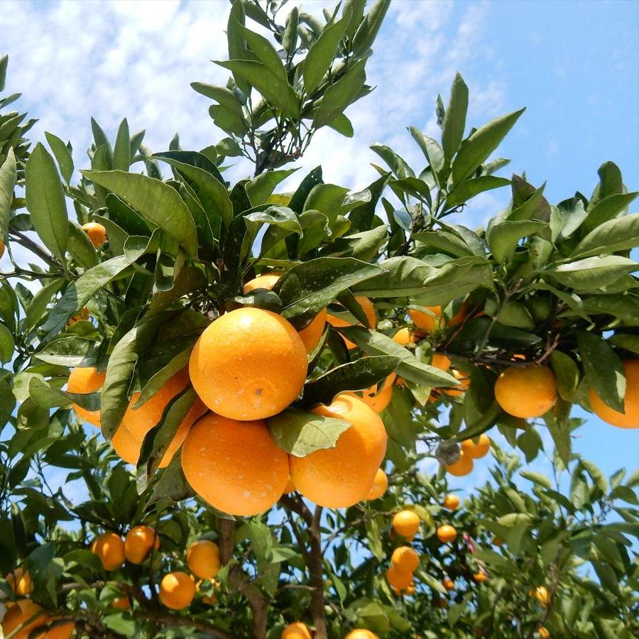 Wakayama Kentaro Mikan 和歌山賢太郎蜜柑