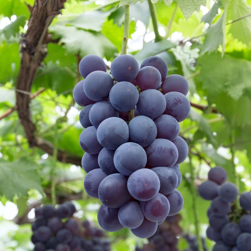 Syukaen Kyoho Grapes 秀果園巨峰葡萄