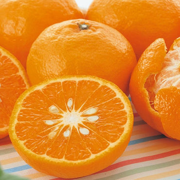 Ehime Kara Mandarin 愛媛 Kara 柑橘