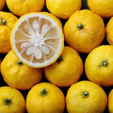 Japanese Citrus Yuzu 日本柚子