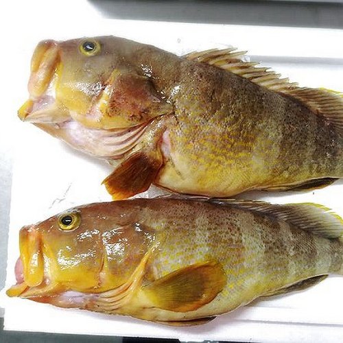 Fresh Yellow Grouper (aohata) 新鮮青石斑魚