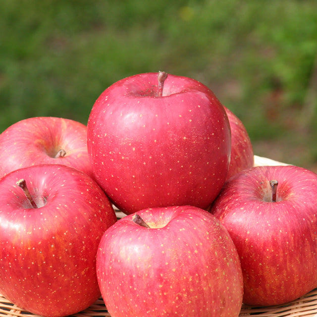 Gunma Fuji Apple 群馬富士蘋果