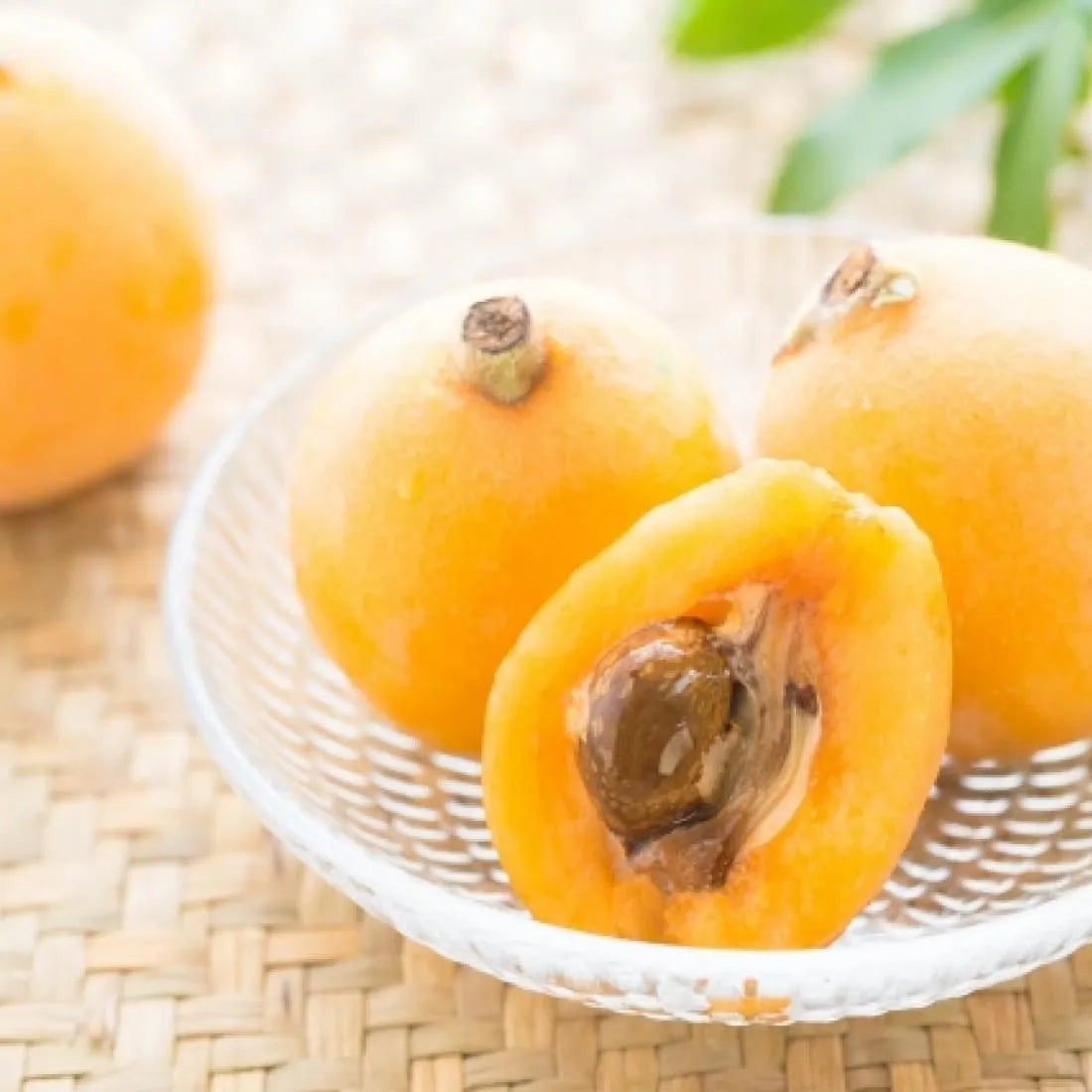 Japan Loquat (biwa) 日本枇杷