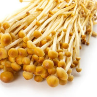 Golden Enoki Mushroom (yama enoki) 黃色金針菇