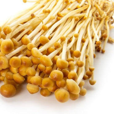 Golden Enoki Mushroom (yama enoki) 黃色金針菇