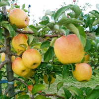 Gunma Meigetsu Apple 群馬名月 (Available late November)