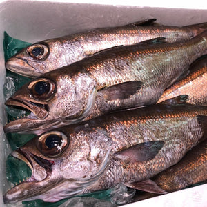 Fresh Japanese Bluefish (Kuromutsu) 新鮮黒鯥