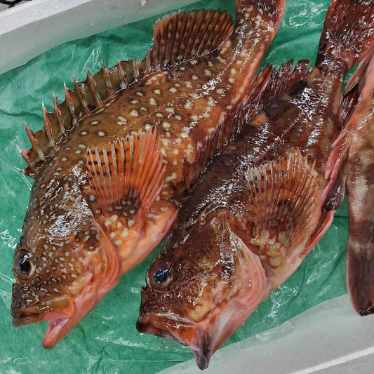 Fresh Scorpionfish (kasago) 新鮮石九公