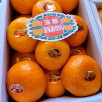Aichi Gamagori House Mikan 浦郡溫室蜜柑