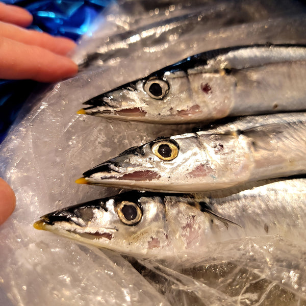 Fresh Pacific Saury (Sanma) 新鮮秋刀魚