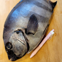 Striped Beakfish (ishidai) 石鯛