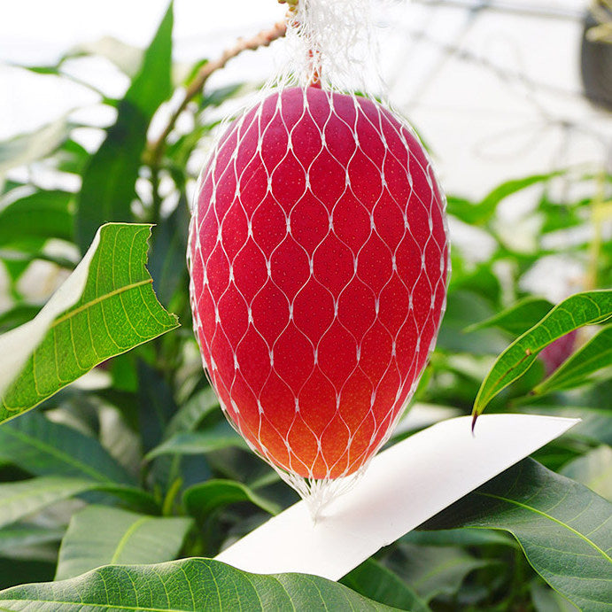 Miyazaki Kanjuku Mango 宮崎縣產完熟芒果