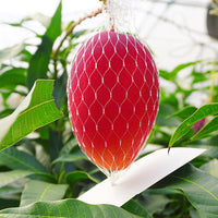 Miyazaki Kanjuku Mango 宮崎縣產完熟芒果