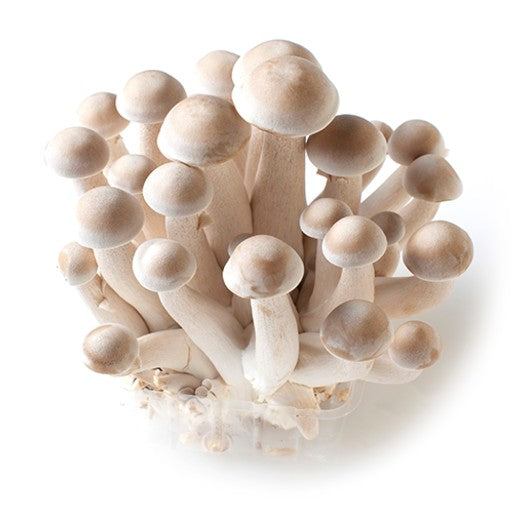 Tanba Shimeji Mushrooms 新鮮丹波菇