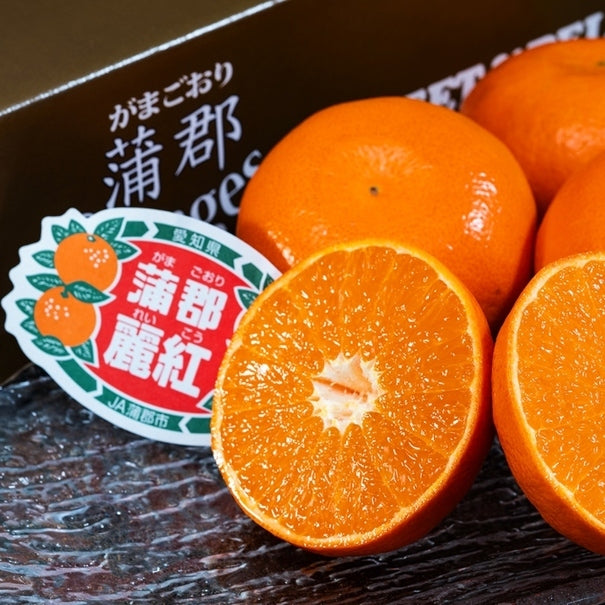 Aichi Gamagori Reikou Mikan 愛知蒲郡麗紅蜜柑