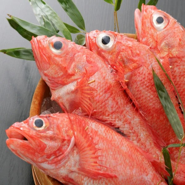 Fresh Channel Rockfish (Kinki) 新鮮喜知次