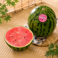 Aomori Pino Girl Kodama Watermelon 青森 Pino Girl 小玉西瓜