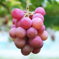 Syukaen Queen Nina Grapes 秀果園妮娜皇后葡萄
