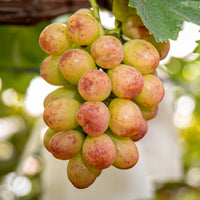 Syukaen Nagano Benitamaki Grapes