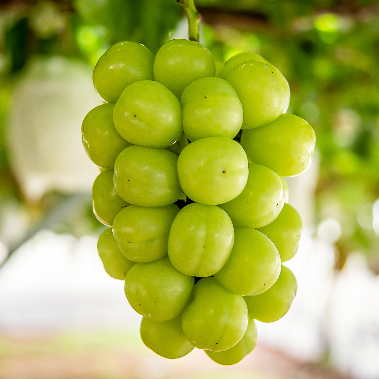 Syukaen Shine Muscat Grapes 秀果園麝香葡萄(香印提子)