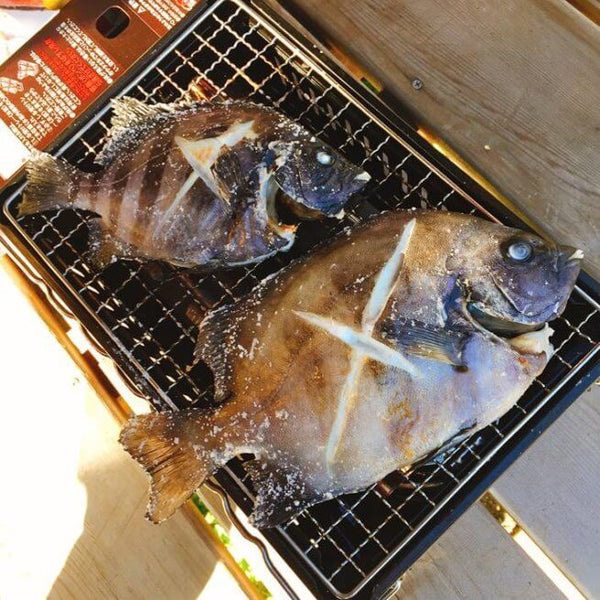 Fresh Striped Beakfish (ishidai) 新鮮石鯛