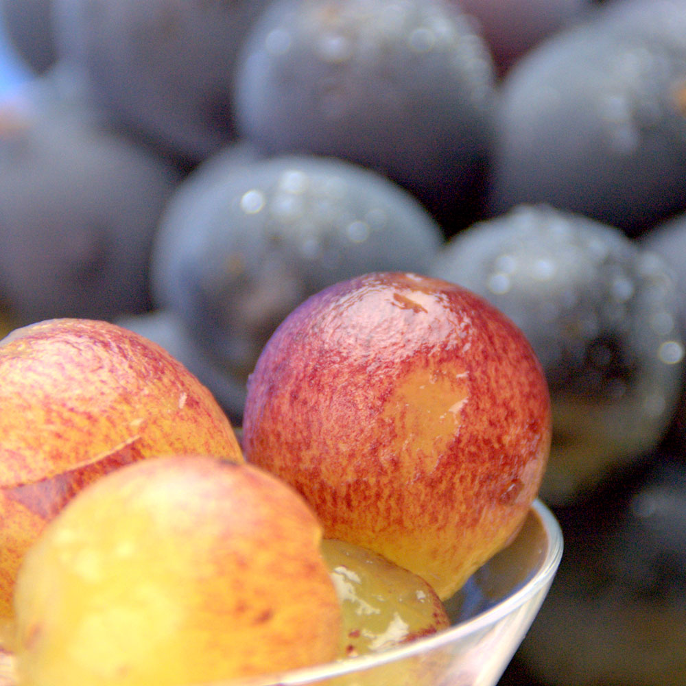 Syukaen Kyoho Grapes 秀果園巨峰葡萄