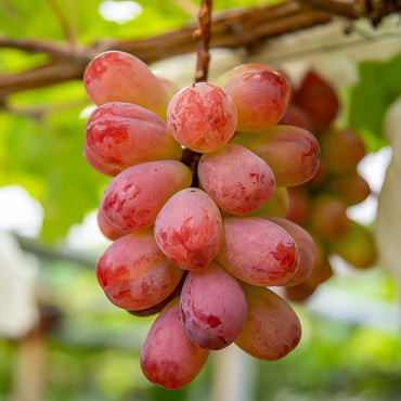 Syukaen Nagano Violet King Grapes 500g±