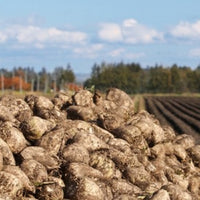 Hokkaido Hokuren Beet sugar 650g