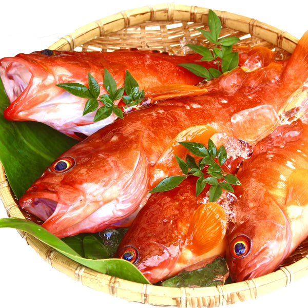 Fresh Blacktip Grouper (Akahata) 新鮮橫帶石斑魚
