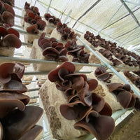 Wood Ear Mushroom 新鮮木耳