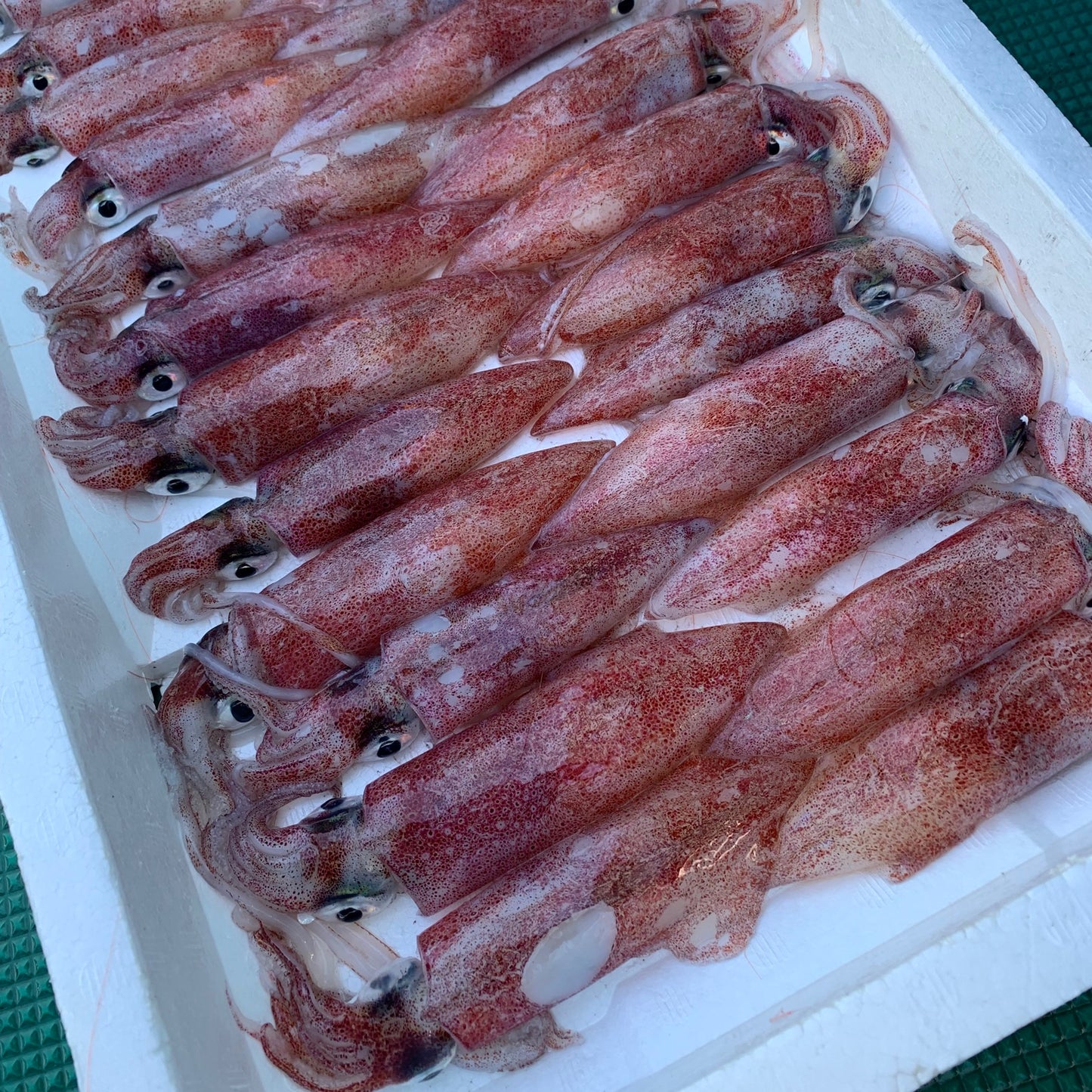 Swordtip Squid (kensaki ika)  急凍劍尖槍烏賊