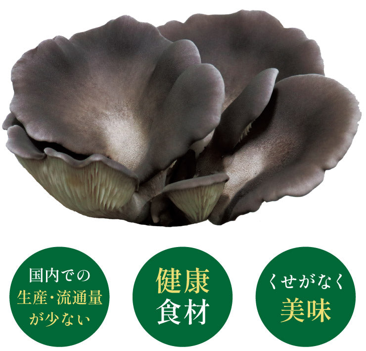 Black Abalone Mushroom 新鮮黑鮑魚菇