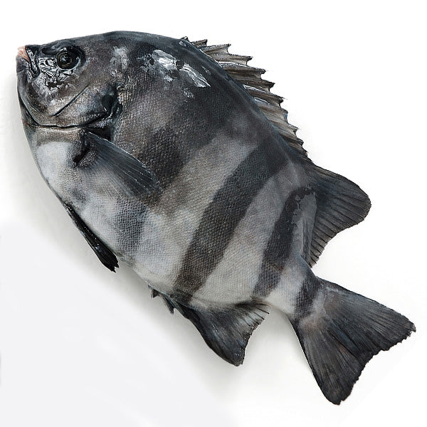 Striped Beakfish (ishidai) 石鯛