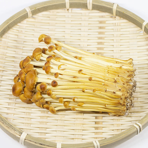 Golden Enoki Mushroom (yama enoki) 黃色金針菇