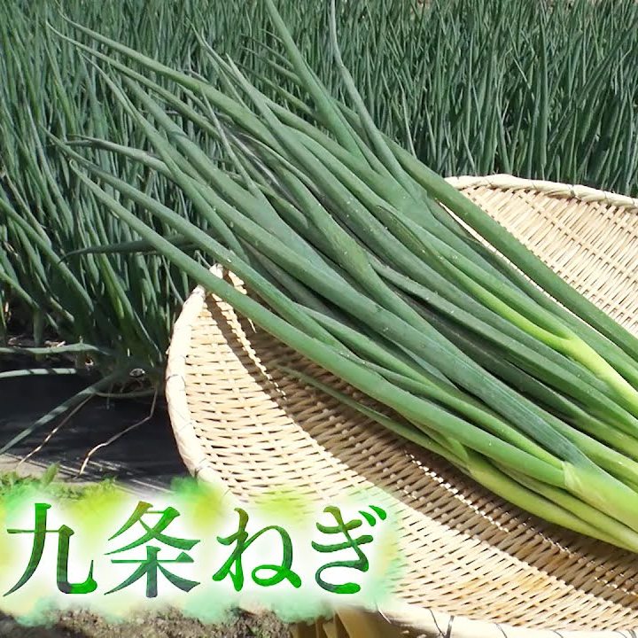 Kyoto Kujo Green Onion 新鮮京都九條蔥