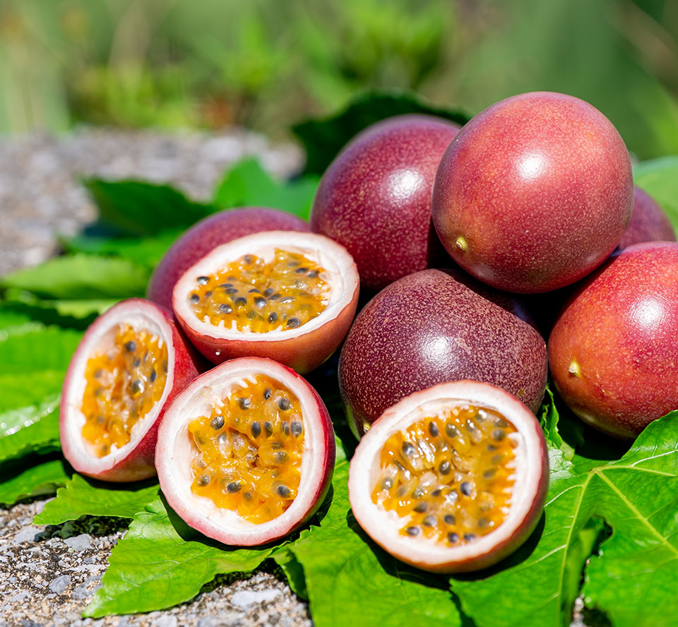Okinawa Passion fruit 沖繩百香果