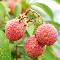 Miyazaki Premium Fresh Lychee 宮崎頂級新鮮荔枝