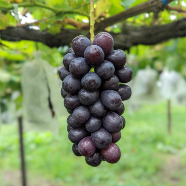 Syukaen Nagano Muscat Noir Grapes – Black Shine Muscat 400g±