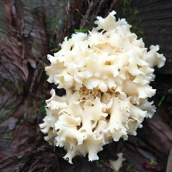 Cauliflower Mushroom 新鮮繡球菇