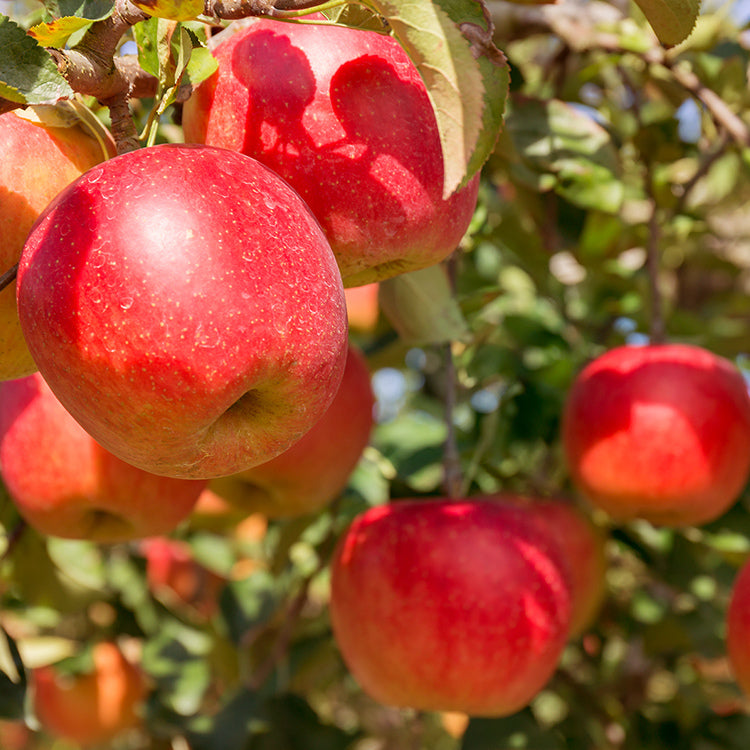Gunma Fuji Apple 群馬富士蘋果