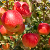 Gunma Fuji Apple 群馬富士蘋果