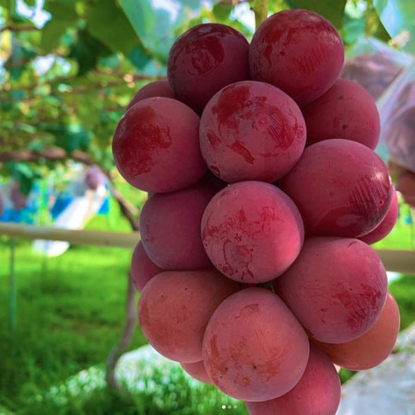 Syukaen Queen Nina Grapes 秀果園妮娜皇后葡萄