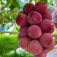 Syukaen Queen Nina Grapes 秀果園妮娜皇后葡萄