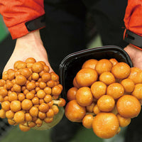 Jumbo Nameko Mushroom 巨型滑子菇