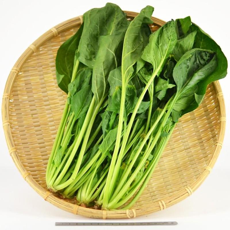 Horenso Japanese Spinach 新鮮日本菠菜