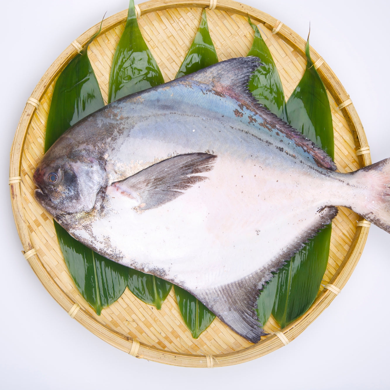 Silver Pomfret (Managatsuo) 日本䱽魚/鯧魚