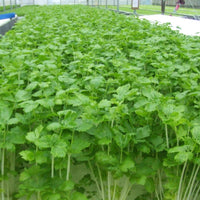 Japanese White Celery 新鮮日本白芹菜