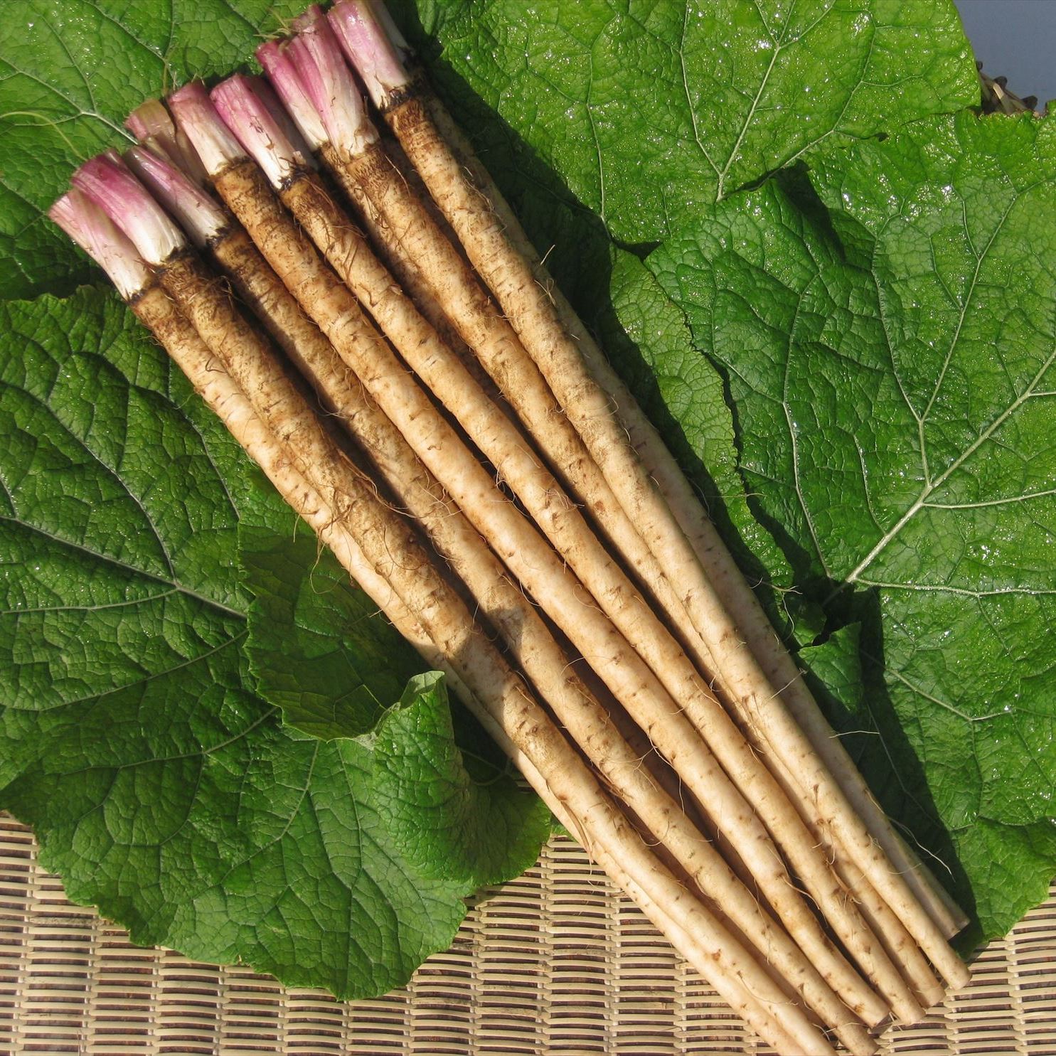 Japanese Burdock Root (Gobo) 新鮮日本牛蒡